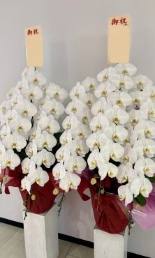 福岡/博多・天神・中洲エリアで【胡蝶蘭】をお探しの方は、博多駅近くの花屋「花倶楽部」にお任せください💁♀️✨092-432-5087 福岡/博多・天神・中洲エリアで【胡蝶蘭】をお探しの方は、博多駅近くの花屋「花倶楽部」にお任せください💁♀️✨092-432-5087