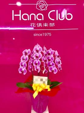 ピンクの胡蝶蘭鉢『オックスハニー』発送しました。福岡・博多駅前本店から蘭鉢の全国発送します❣｜「花倶楽部」　（福岡県福岡市博多区の花キューピット加盟店 花屋）のブログ