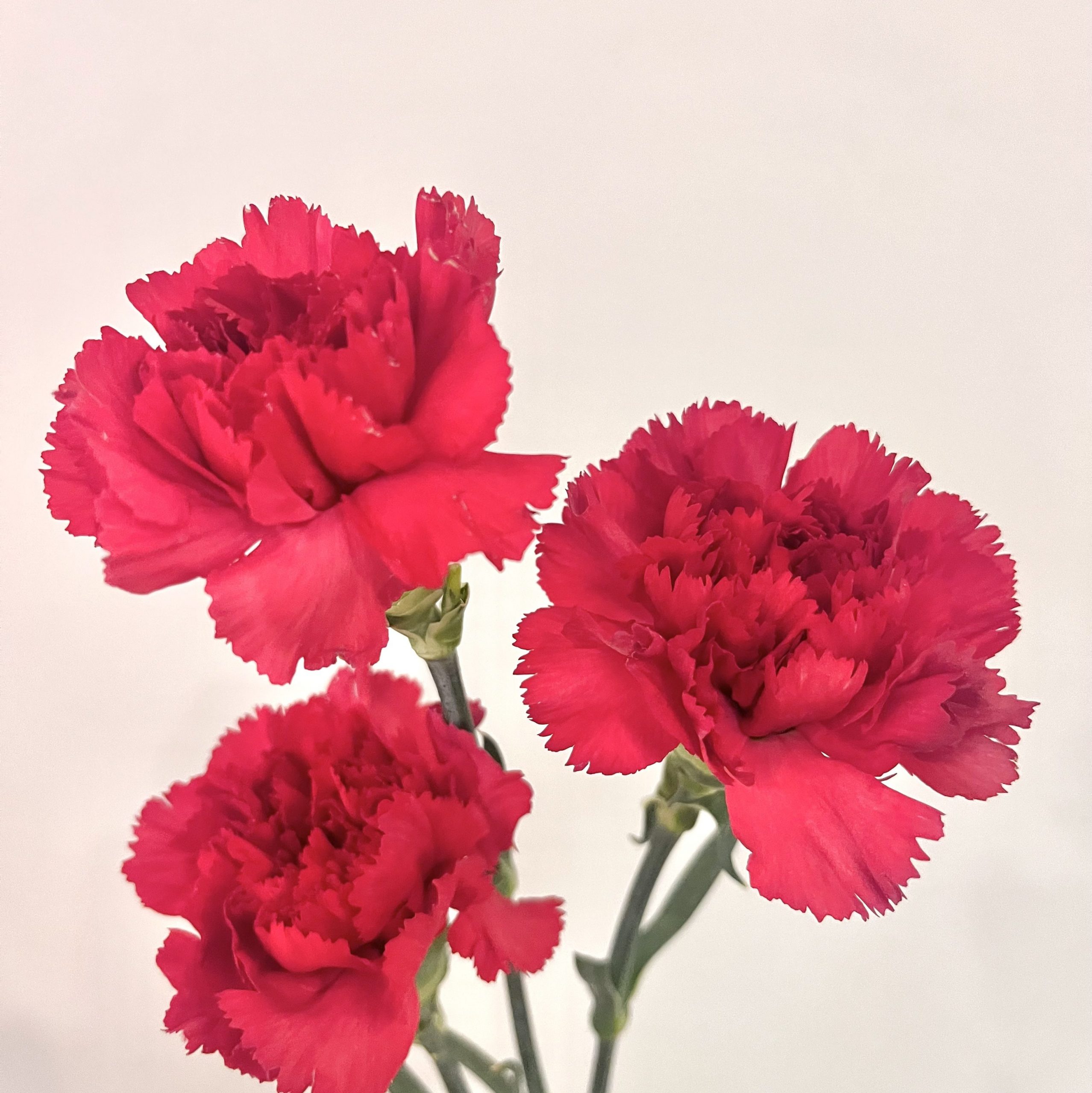母の日にカーネーションを贈りませんか？🫶花束、アレンジメント、プリザーブドフラワー、ハーバリウム、ソープフラワーなど多種多様に取り扱いございます☺️花倶楽部/福岡博多・博多駅近くの花屋092-432-5087 