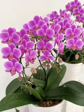 ミニファレ(ミニ胡蝶蘭)の濃いピンク色が入荷しました🌸数量限定であと2鉢です！花倶楽部/福岡博多・博多駅近くの花屋092-432-5087｜「花倶楽部」　（福岡県福岡市博多区の花キューピット加盟店 花屋）のブログ