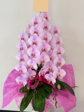 ピンク胡蝶蘭3本立