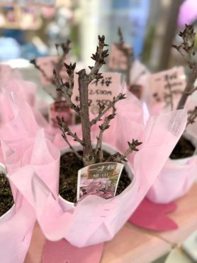 🌸 一才桜 入荷しました 🌸 花倶楽部/福岡博多・博多駅近くの花屋092-432-5087｜「花倶楽部」　（福岡県福岡市博多区の花キューピット加盟店 花屋）のブログ