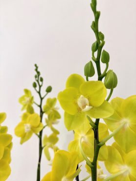 黄色の胡蝶蘭入荷しました✨ ミディ「ソゴーメロディー」花倶楽部/福岡博多・博多駅近くの花屋092-432-5087｜「花倶楽部」　（福岡県福岡市博多区の花キューピット加盟店 花屋）のブログ