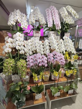 【胡蝶蘭】ご予約承ります🙆‍♀️✨年度末・年度初めの開業祝い/開店祝い/開院祝い/開設祝い/移転祝い/就任祝い/昇進祝い/周年祝い/受賞祝い/受章祝いなどのお祝いに！花倶楽部/福岡博多・博多駅近くの花屋092-432-5087｜「花倶楽部」　（福岡県福岡市博多区の花キューピット加盟店 花屋）のブログ