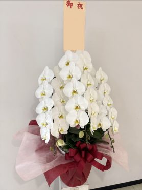 3本立白胡蝶蘭(赤系ラッピング)