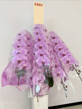 御祝い胡蝶蘭をたくさんお届けしております💁‍♀️花倶楽部/福岡博多・博多駅近くの花屋092-432-5087｜「花倶楽部」　（福岡県福岡市博多区の花キューピット加盟店 花屋）のブログ