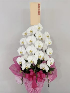 3本立白胡蝶蘭(ピンク系ラッピング)