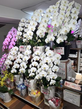 2026/4/2現在の店頭