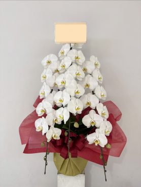 白胡蝶蘭3本立