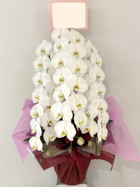 白胡蝶蘭3本立