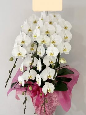 白胡蝶蘭5本立