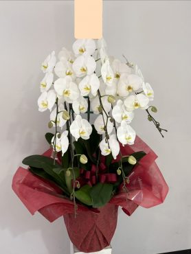 白胡蝶蘭5本立