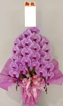 胡蝶蘭鉢　ピンク3本立