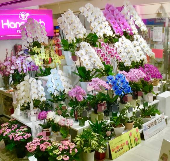 「花倶楽部」　（福岡県福岡市博多区）の花屋店舗写真1
